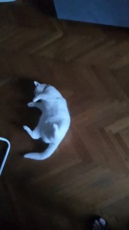 Милка лижется лёжа
