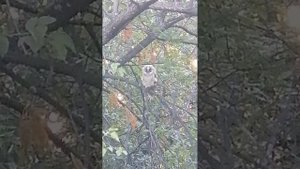 Про сову которую мечтал увидеть