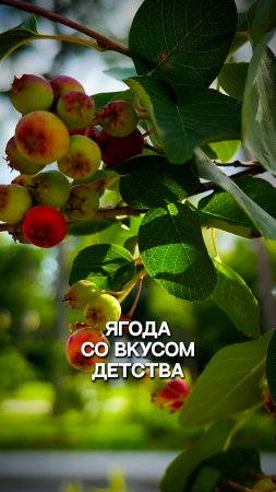 Ягоды со вкусом детства