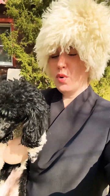 Как вам хит? #music #hitsong #poodle #homay смотреть онлайн