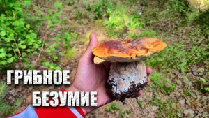 Стоит ли идти в ИЮЛЕ за грибами на Урале