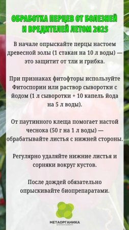 Обработка перцев от болезней и вредителей летом 2025