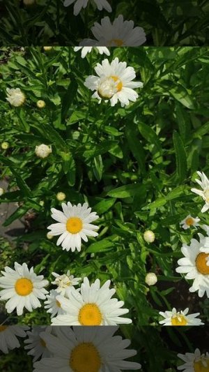 мои цветочки 🌹🌼