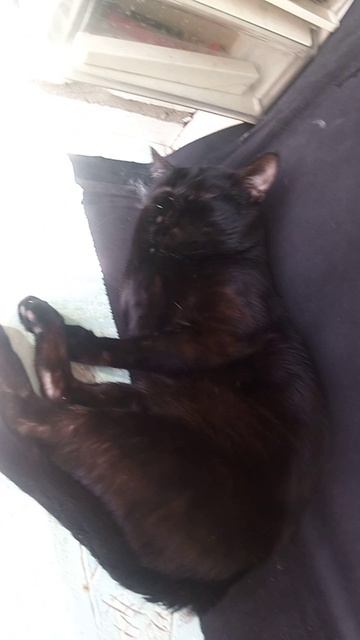 Утрениие умывания. КОТИК Гриша