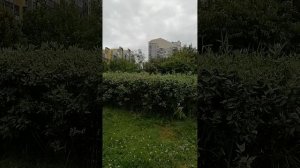 Гуляю в солнечную погоду