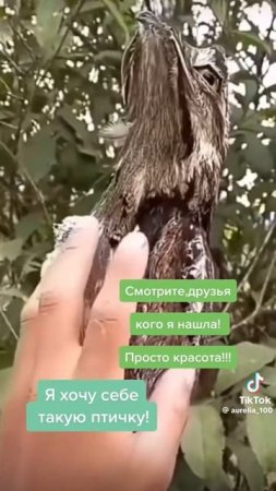я себе домой хочу такую птичку