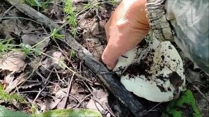 Белые грузди, малакнники беляннки 🍄🍄🍄 2025 года 7 июля 🍄🍄🍄 #белые грузди, #малоканники, #белян