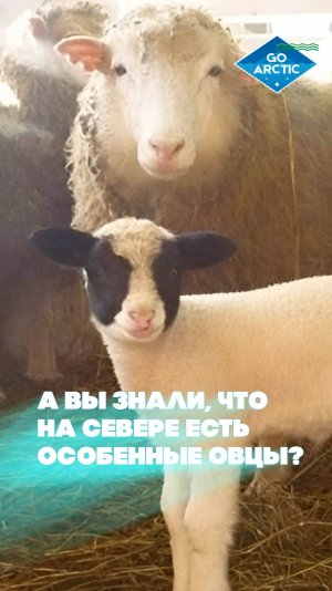 В Республике Коми приходится спасать редкую северную породу печорских овец