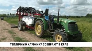 Тепличную клубнику собирают в крае
