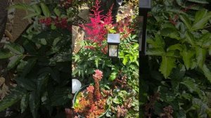 7 июля дача маленький обзор красного цветника