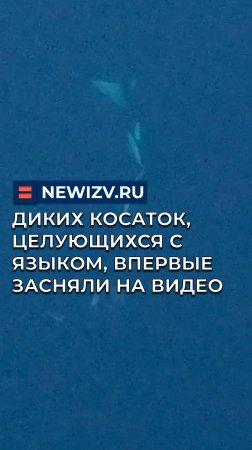 Диких косаток, целующихся с языком, впервые засняли на видео