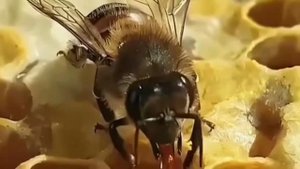 ... Как Пчёлы делают мёд....