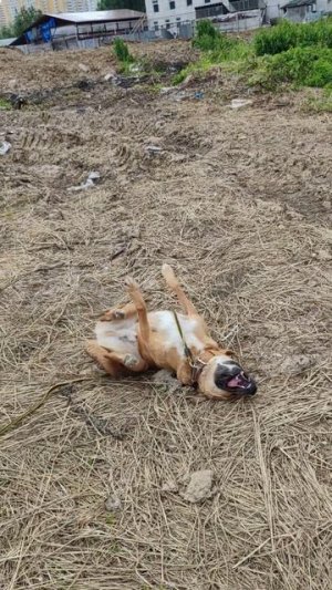 Олли