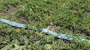 Арбузы от компании Seminis