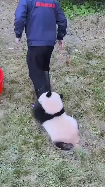 Слишком любвеобильные #панда