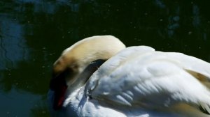 VladLaws music "Чистые пруды" (кавер)