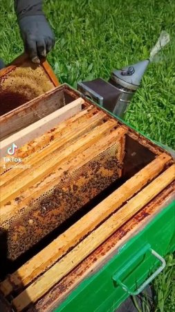 Расширения отводка с молодой маткой 🐝