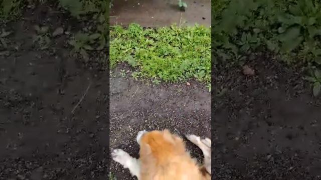 Куй
