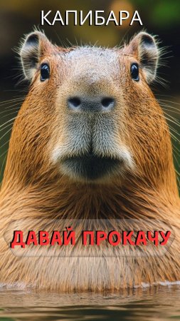 Капибара-можешь не платить!
.mp4