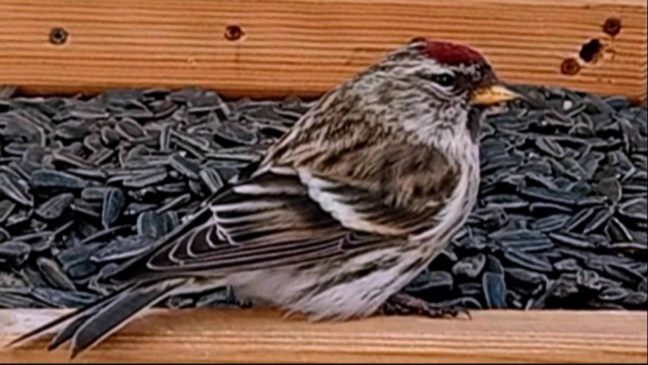 Чечётка прилетела на кормушку смотреть онлайн