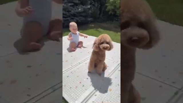 downloads_video-113801785_456262117