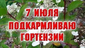 7 июля. Подкармливаю гортензии