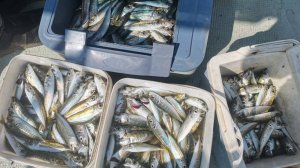 Морская рыбалка ставриды на самодур в Несебре. Болгария.
Телефон Понко:  + 359 88 878 51 10