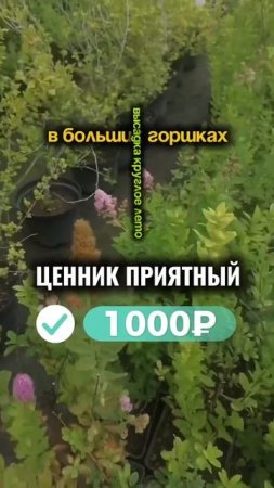 Спирея Билларда
