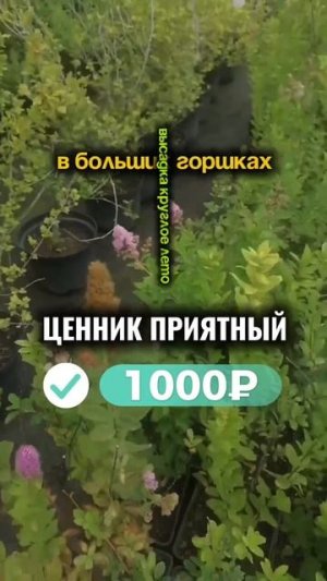 Спирея Билларда