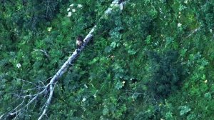 Медведи Алтайского заповедника