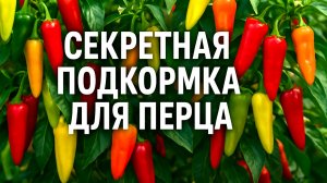 Июльская подкормка, которая творит чудеса с Перцем! Кусты ломятся от плодов!
