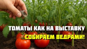 Такой подкормки томаты не видели! Плоды как на выставку — собираем вёдрами!