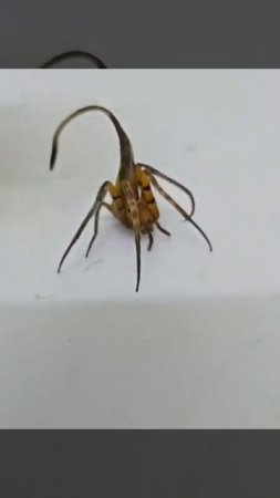 Знакомьтесь: Poltys — пауки-«невидимки» из семейства Araneidae (кругопряды)