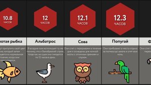 Сравнение_ Сон Животных