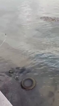 На набережной ростовчане увидели в Дону маслянистые пятна, которые пахли ацетоном.