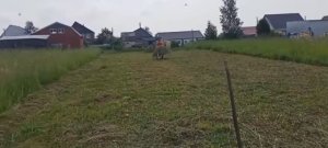Сенокос 2025
