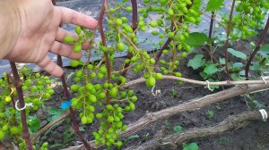 РУБИН ЛУГАНСКИЙ и КУПИДОН на 7 июля!!!