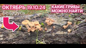 ПОХОД В ЛЕС за опятами в октябре . Собираем осенние грибы