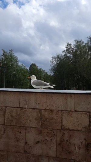 чайка