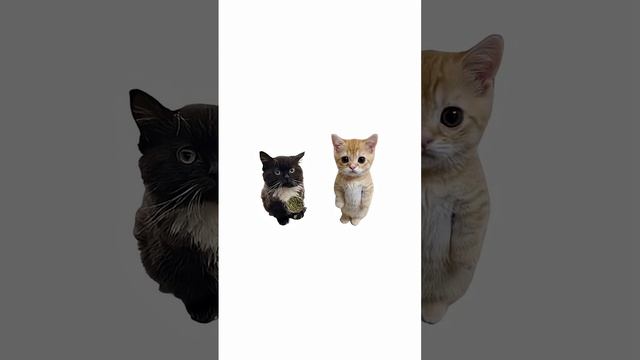Как работает мексиканский картель