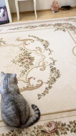 Котятам кошки Кайли 23 дня.