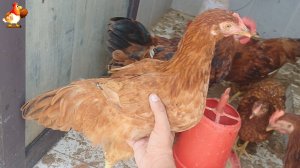 Куры несушки молодки породы Род Айленд ❣️ 125-127 дней 🤗🥚😂