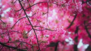 Best of May 2025 · Deep House Playlist · Trendy Background Music