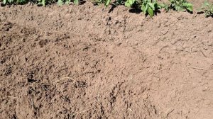 Засажу фацелией капусту