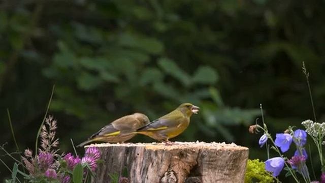 Природа.+Живая+Природа.+Птицы,+Белки,+Животные.+Пение+Птиц.+Звуки+Леса-01.20.46.968-01.22.20.179-seg