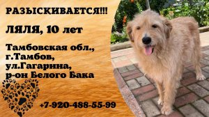 Пропала собака! ЛЯЛЯ. 10 лет. Тамбовская обл, г. Тамбов