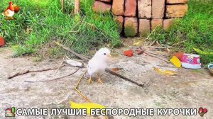 Цыплята и Курочки селяночки лучшие беспородные несушки 🥚 (169)