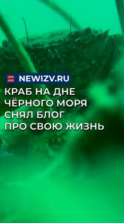 Краб на дне чёрного моря снял блог про свою жизнь