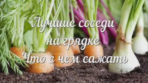 Что Можно Сажать на Одной Грядке для Богатого Урожая. Соседство Овощей. Памятка Огороднику