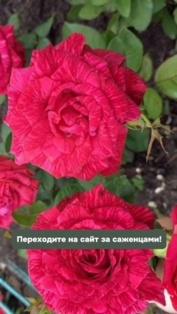 Розы из Гарденмарт – ваш сад в роскошных тонах!